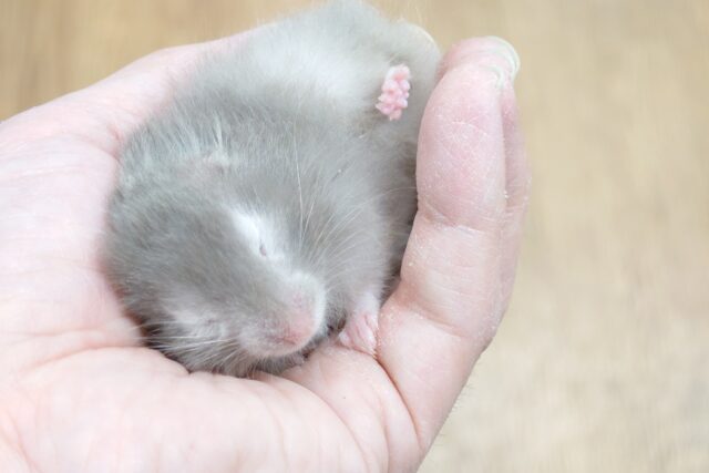 ゴールデンハムスター