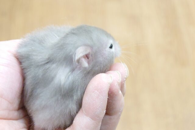 ゴールデンハムスター