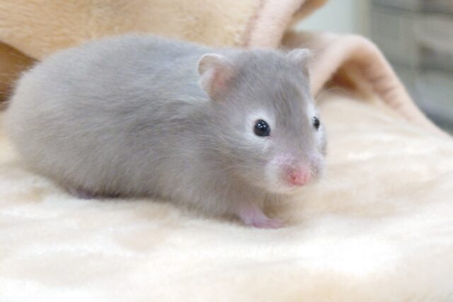 ゴールデンハムスター