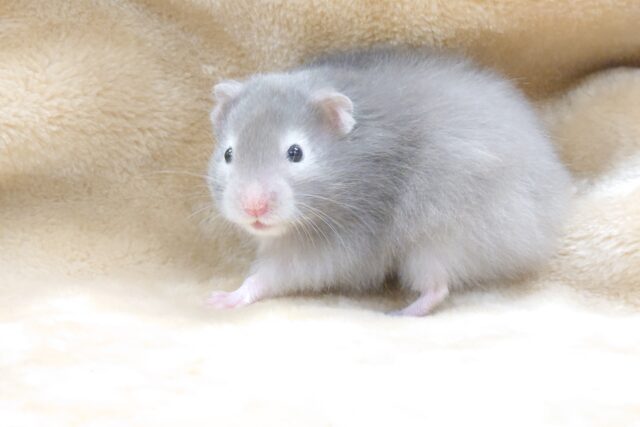 ゴールデンハムスター