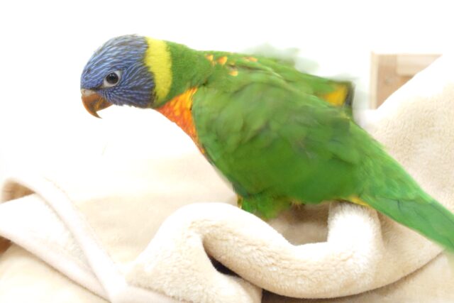 ゴシキセイガイインコ