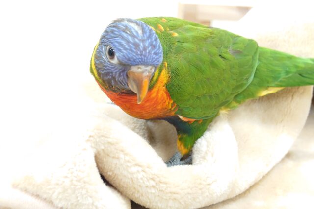 ゴシキセイガイインコ