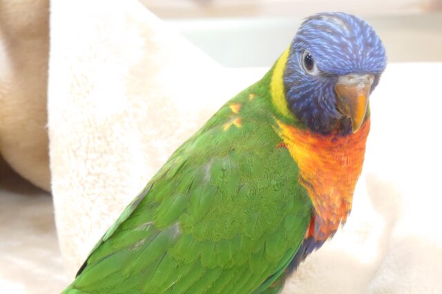 ゴシキセイガイインコ