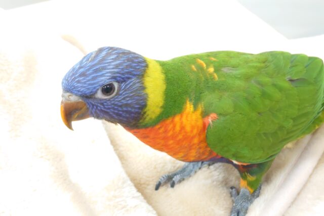 ゴシキセイガイインコ