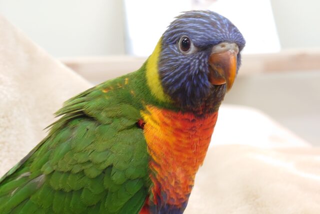 ゴシキセイガイインコ