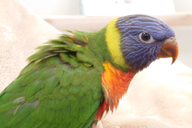 ゴシキセイガイインコ