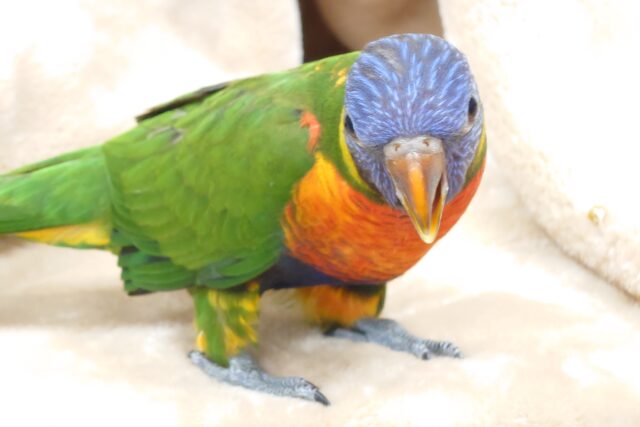 ゴシキセイガイインコ