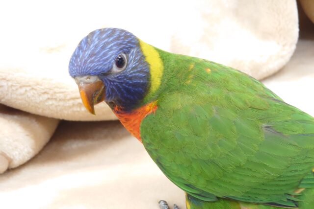 ゴシキセイガイインコ