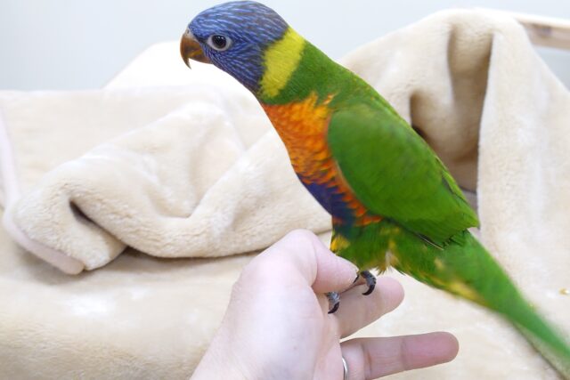 ゴシキセイガイインコ