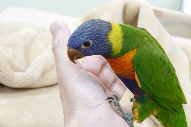 ゴシキセイガイインコ