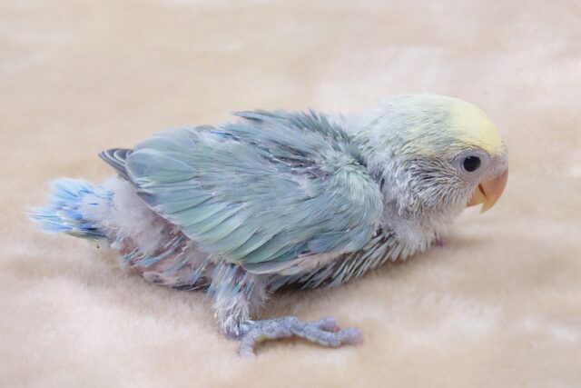 コザクラインコ（小桜インコ）