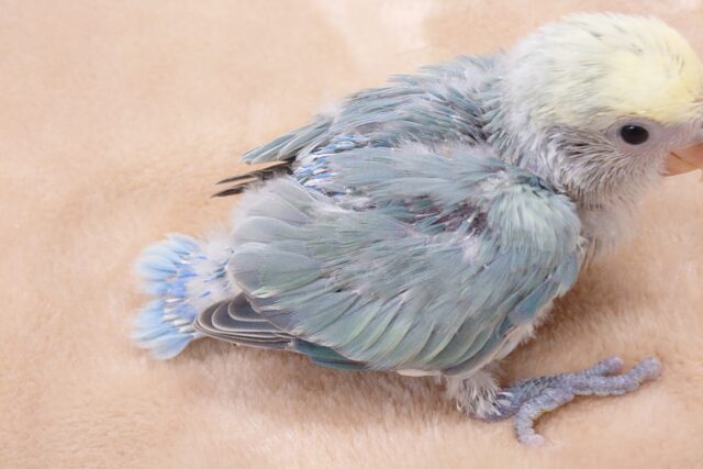 コザクラインコ（小桜インコ）