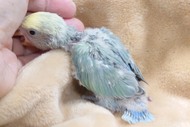 コザクラインコ（小桜インコ）