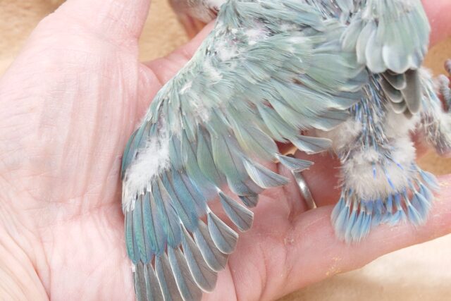 コザクラインコ（小桜インコ）