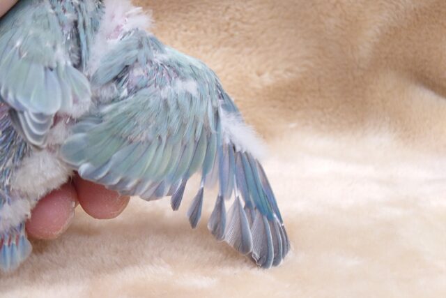 コザクラインコ（小桜インコ）