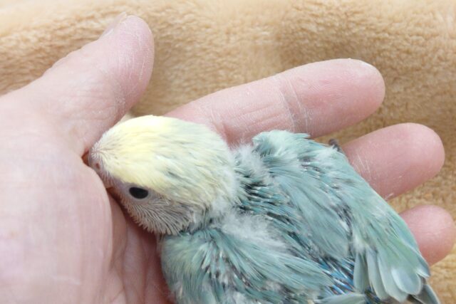 コザクラインコ（小桜インコ）