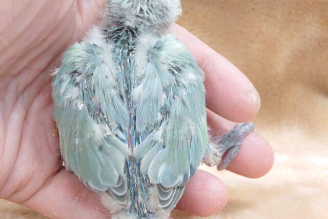 コザクラインコ（小桜インコ）