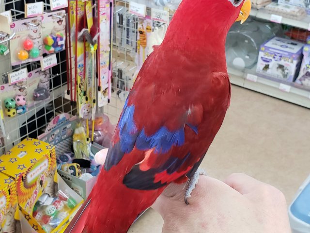 ヒインコ
