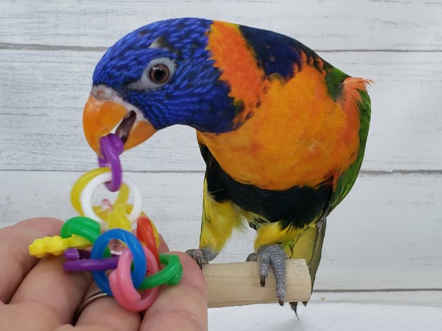 アカエリゴシキセイガイインコ