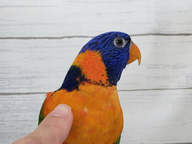 アカエリゴシキセイガイインコ