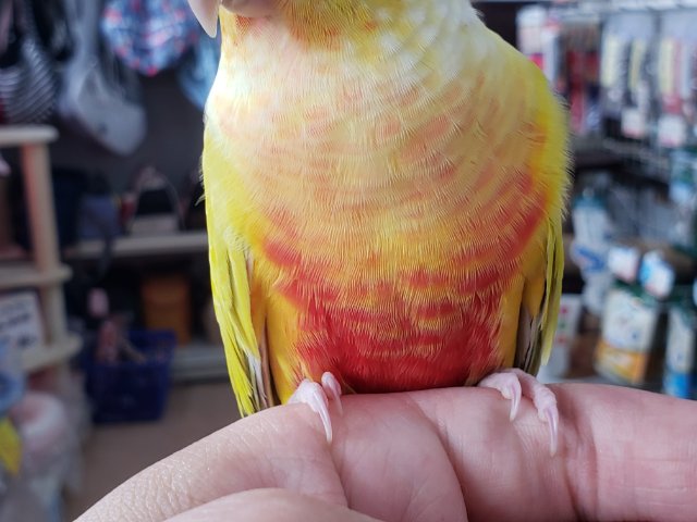 ホオミドリウロコインコ