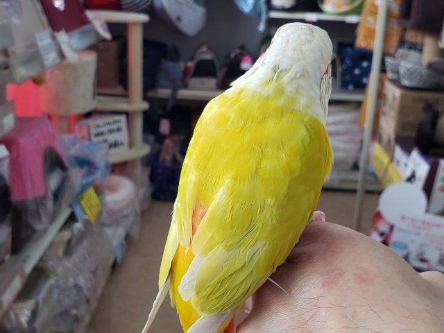 ホオミドリウロコインコ