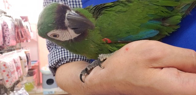 ヒメコンゴウインコ