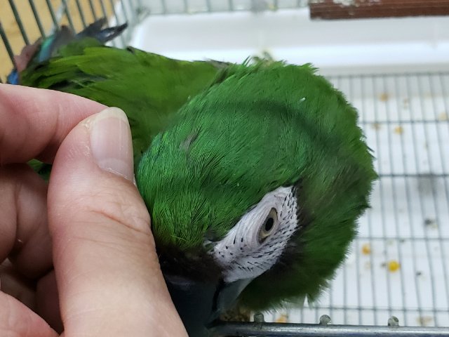 ヒメコンゴウインコ