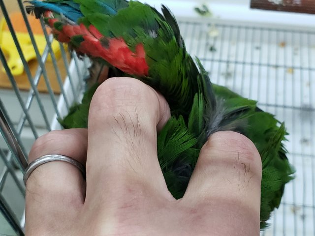 ヒメコンゴウインコ