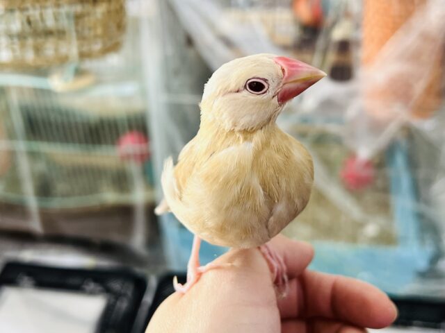 シナモン文鳥