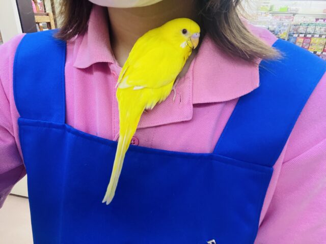 セキセイインコ