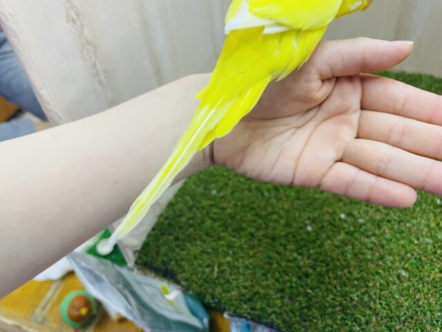 セキセイインコ