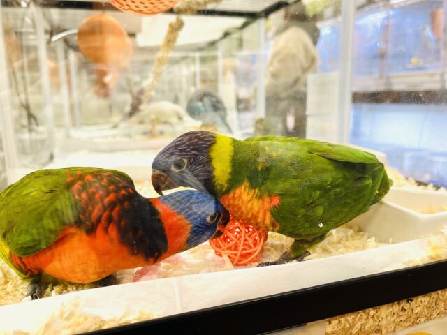 ゴシキセイガイインコ