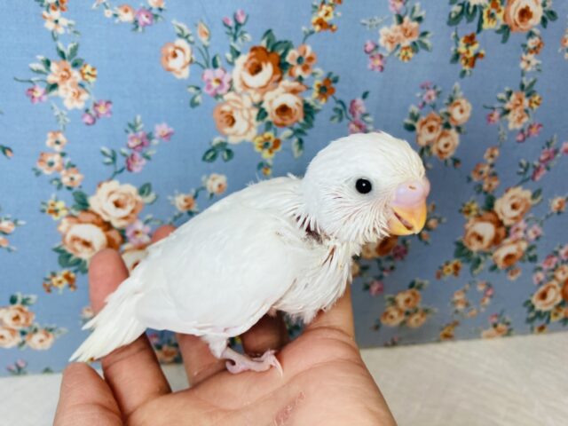 純白ホワイト❤︎人気の!ダブルファクターさん入舎です🤍🖤 セキセイインコ