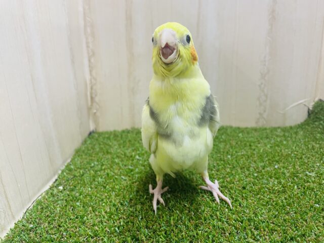 オカメインコ