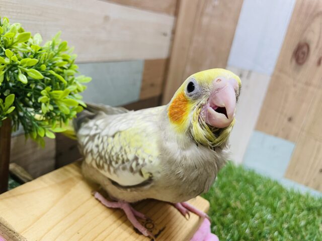 オカメインコ