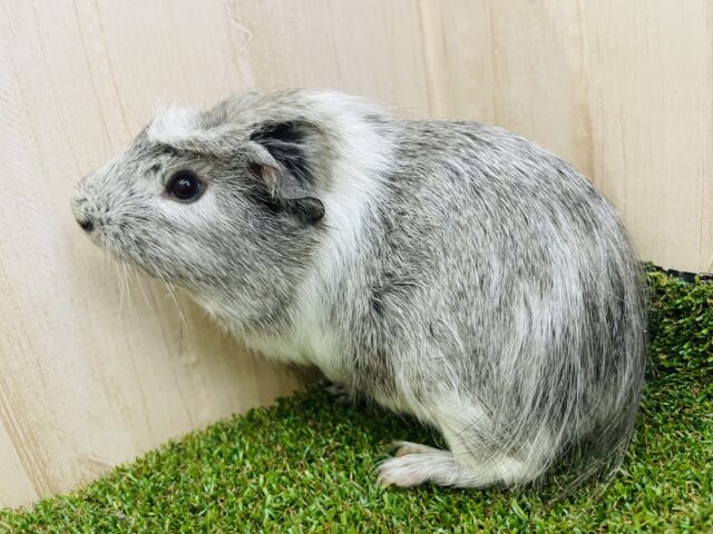 クレステッドモルモット