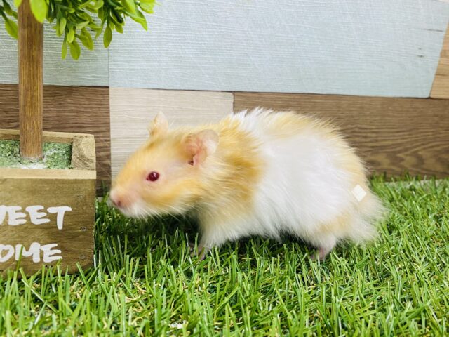ゴールデンハムスター