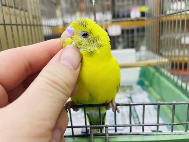 セキセイインコ