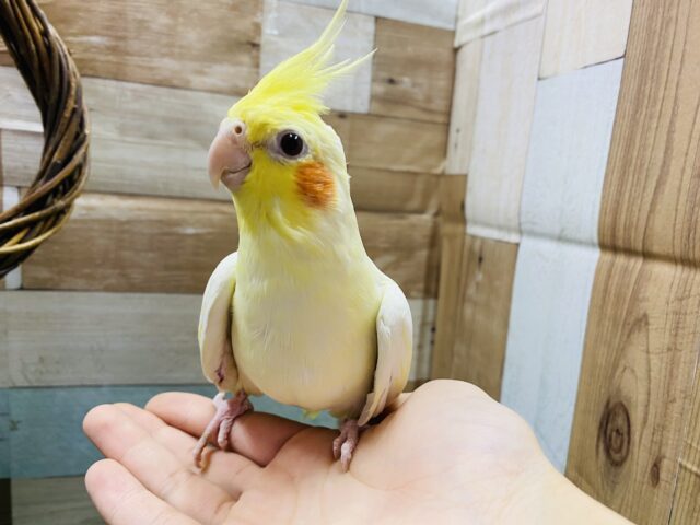 オカメインコ