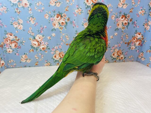 ゴシキセイガイインコ