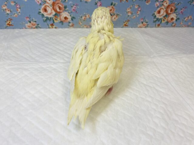 サザナミインコ