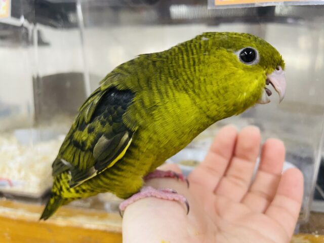 サザナミインコ