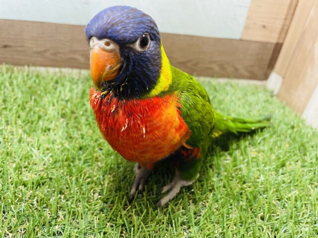 ゴシキセイガイインコ