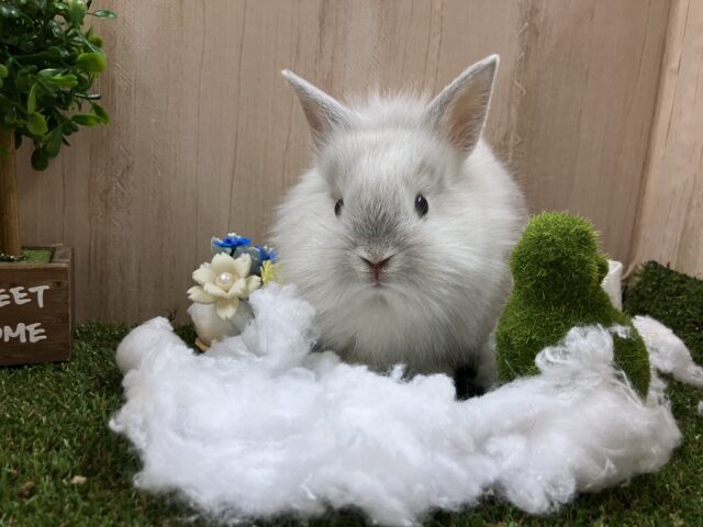 ライオンラビット