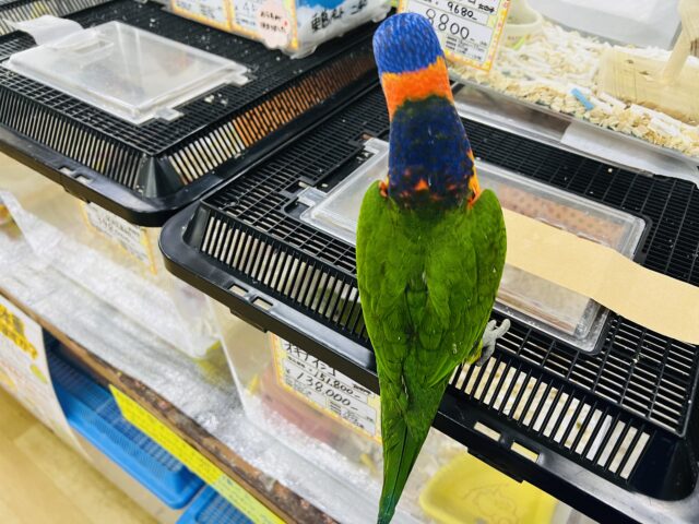 ゴシキセイガイインコ