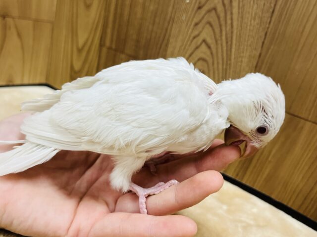 オキナインコ