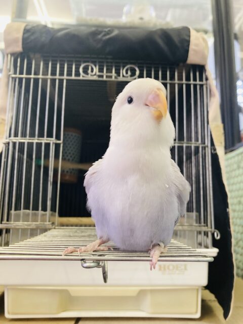 コザクラインコ（小桜インコ）