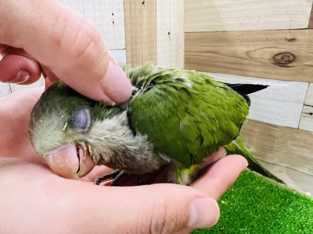 オキナインコ