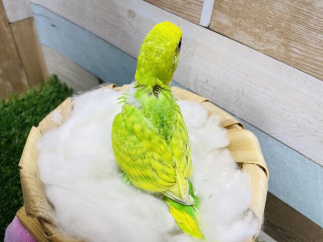 セキセイインコ